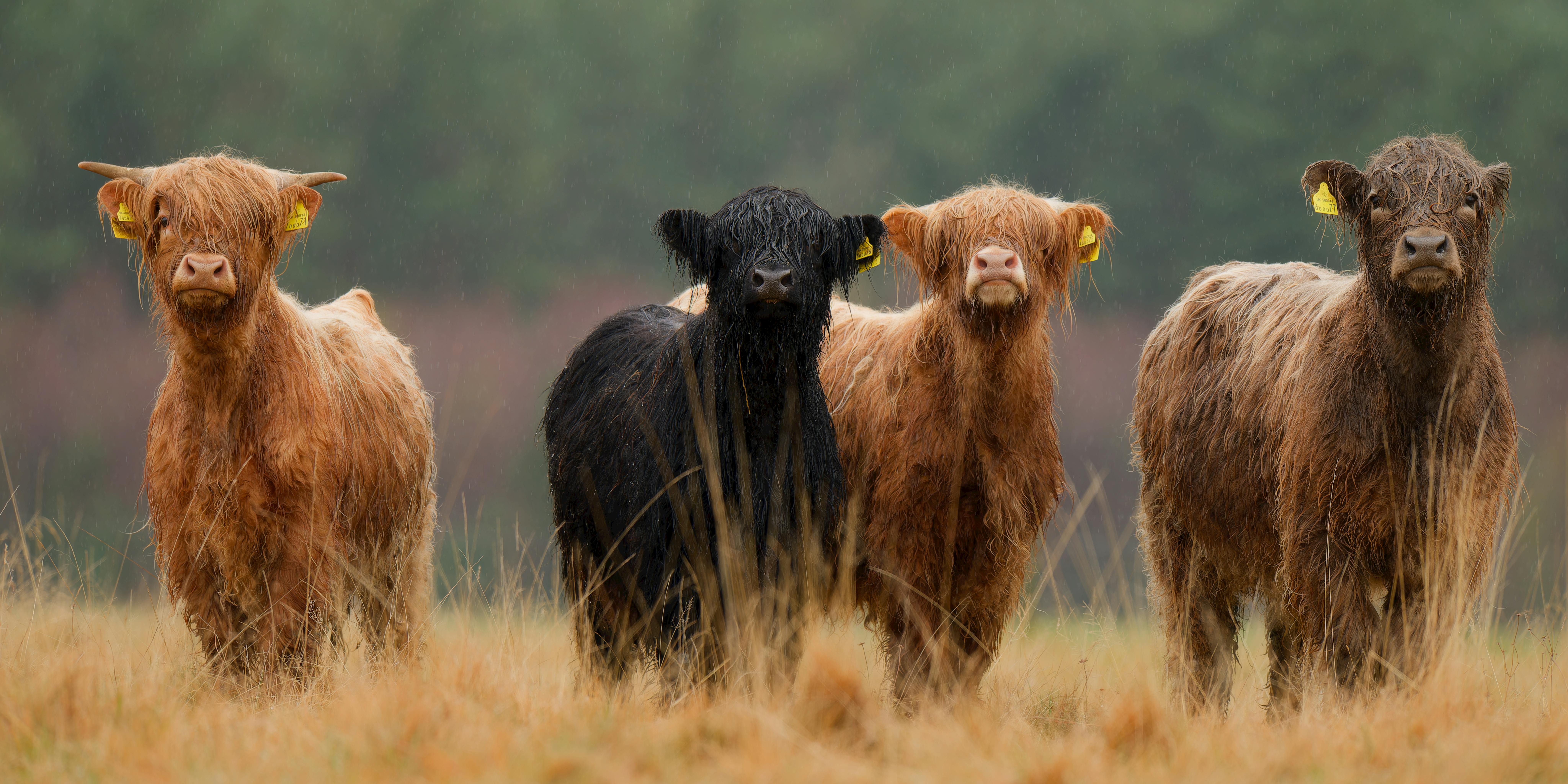 Pic25 Cow Photos, Download The BEST