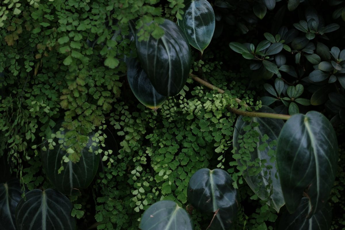 Feuillage tropical dense dans les jardins botaniques de Singapour