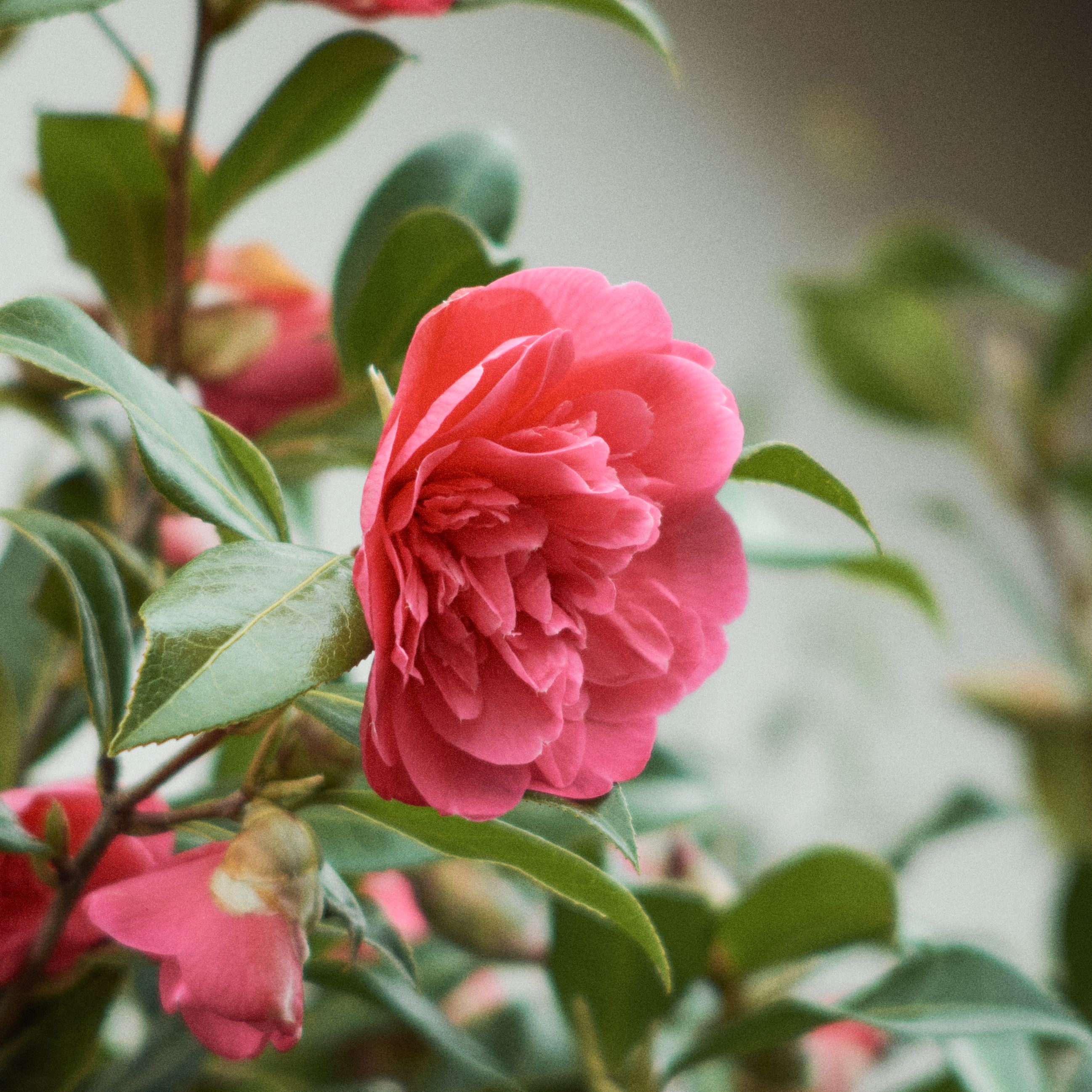 grátis Close-up de uma flor de camélia rosa desabrochando, capturando a essência da primavera. Foto profissional