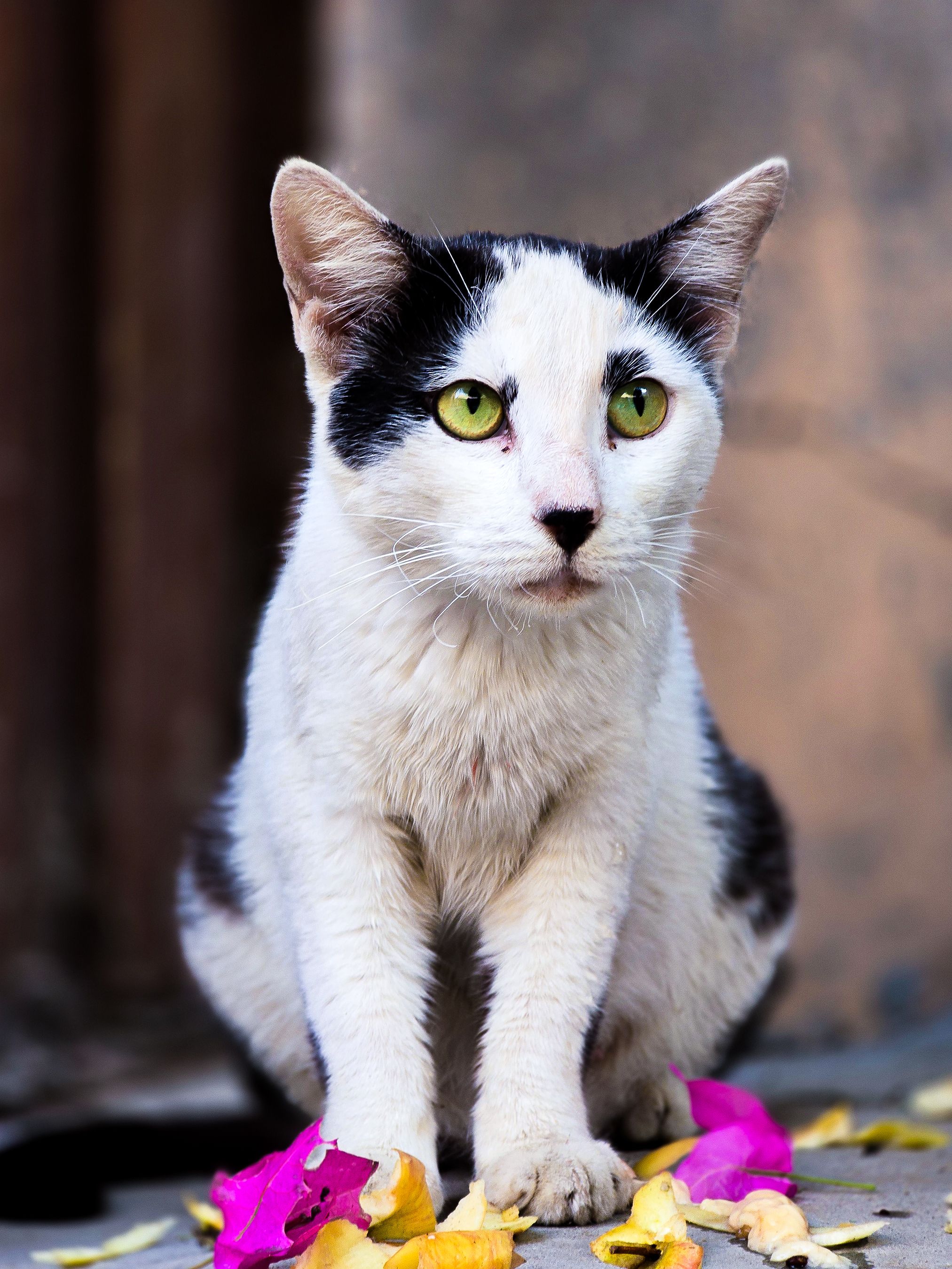 Charming Black and White Cat with Green Eyes · Free Stock Photo