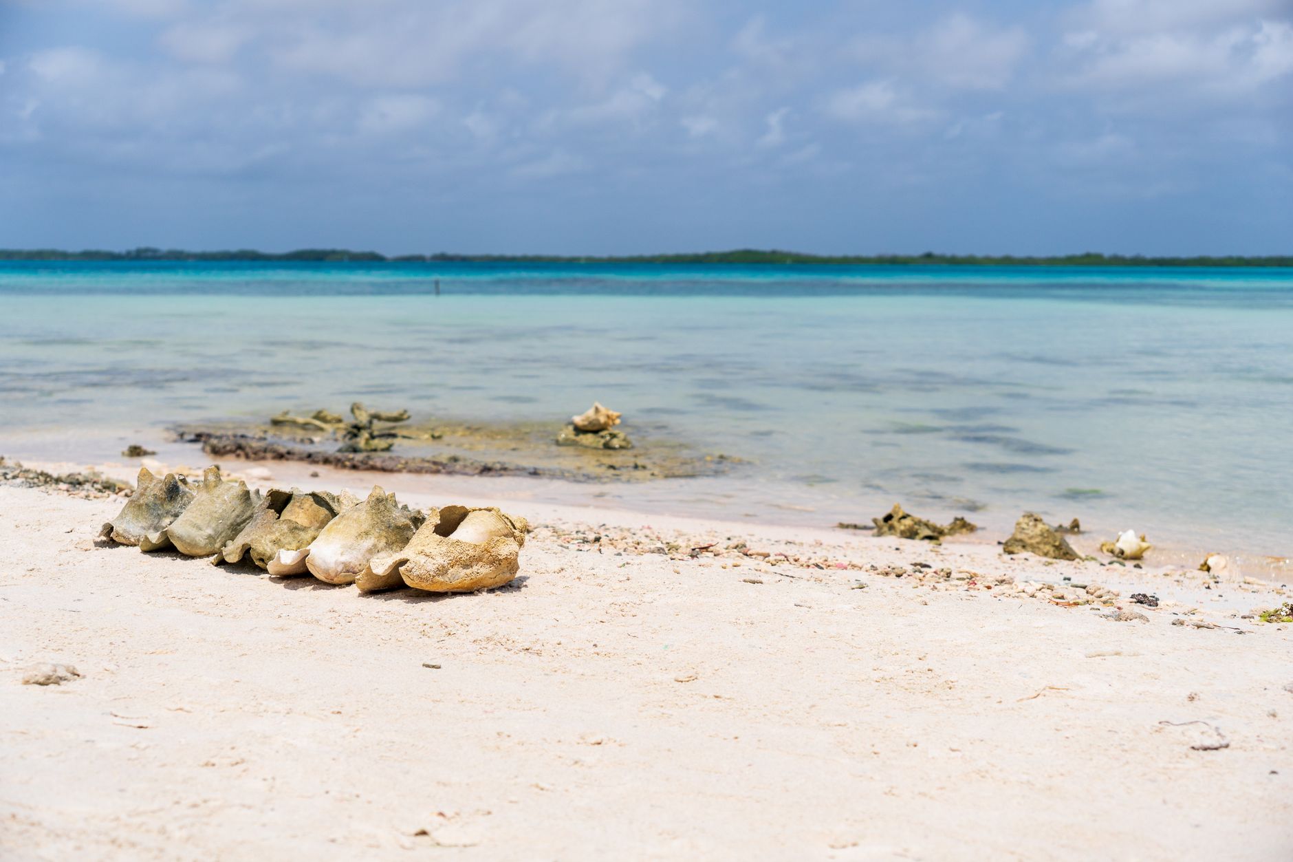Serene beach view on Bonaire with azure waters and shells lining the shore.