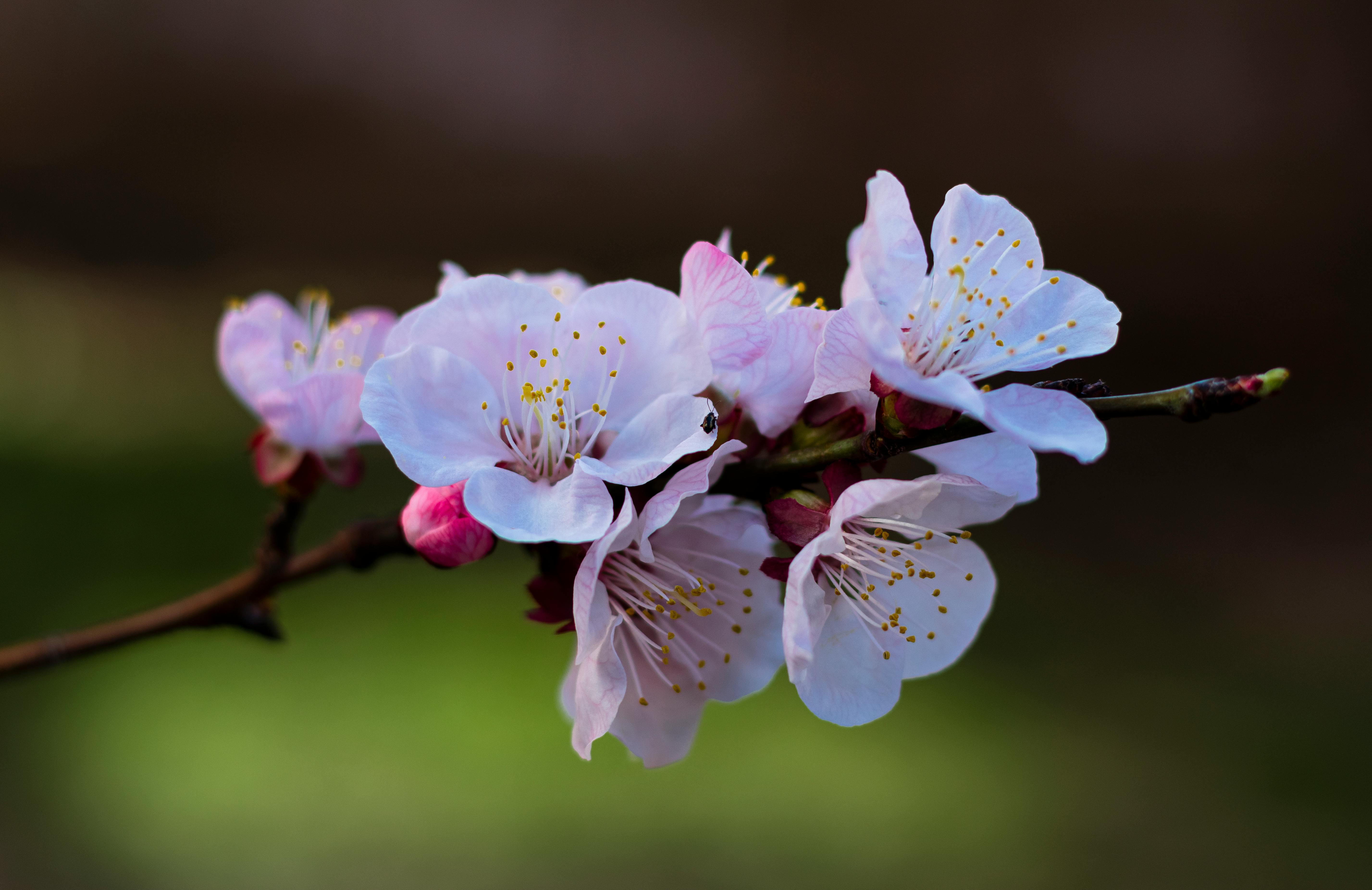 [ColoSach]-close-up-of-almond-blossoms-on-a-branch-in-early-spring,-vibrant-and-delicate.