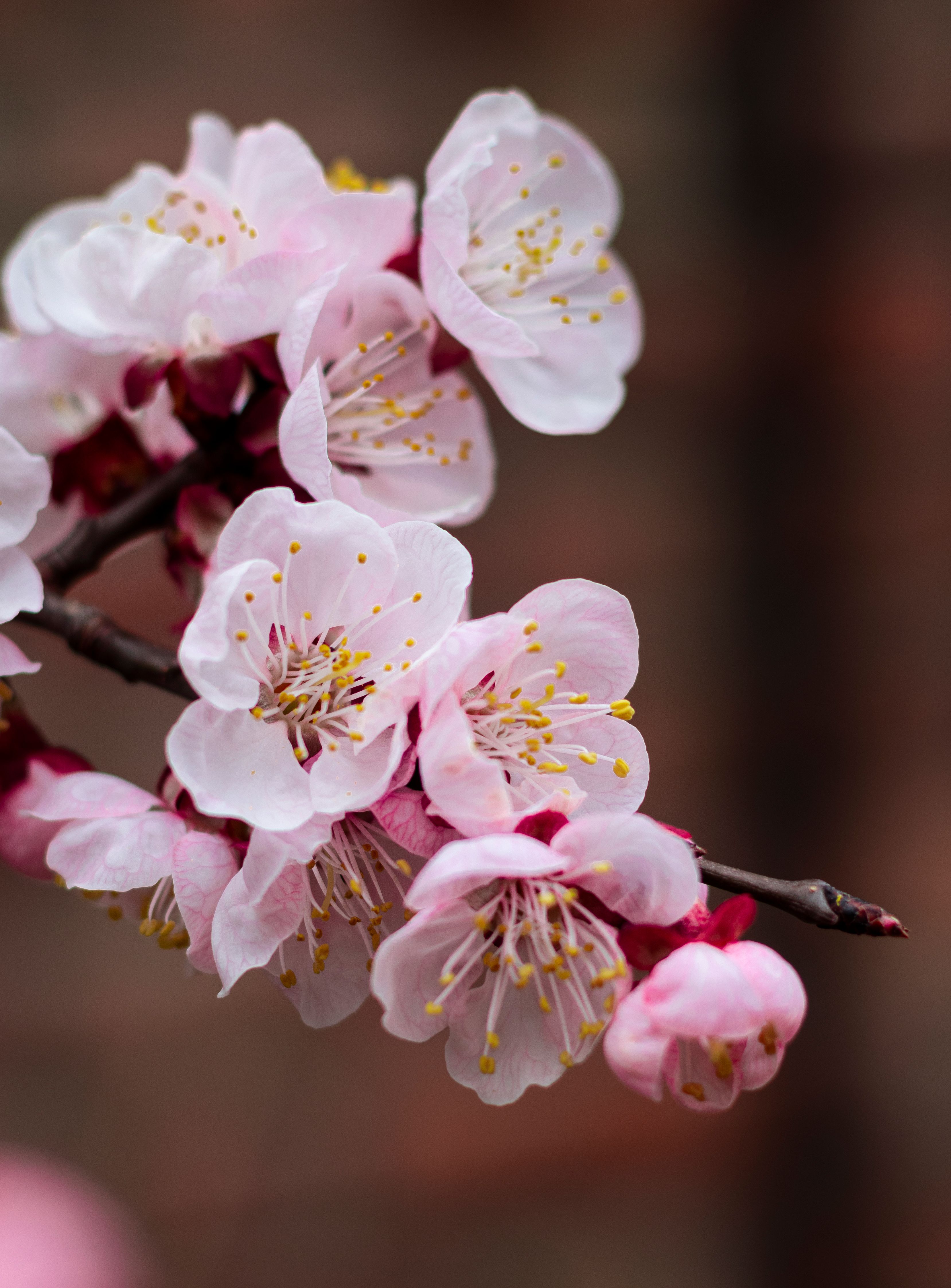 Delicate Pink Almond Blossoms in Spring · Free Stock Photo