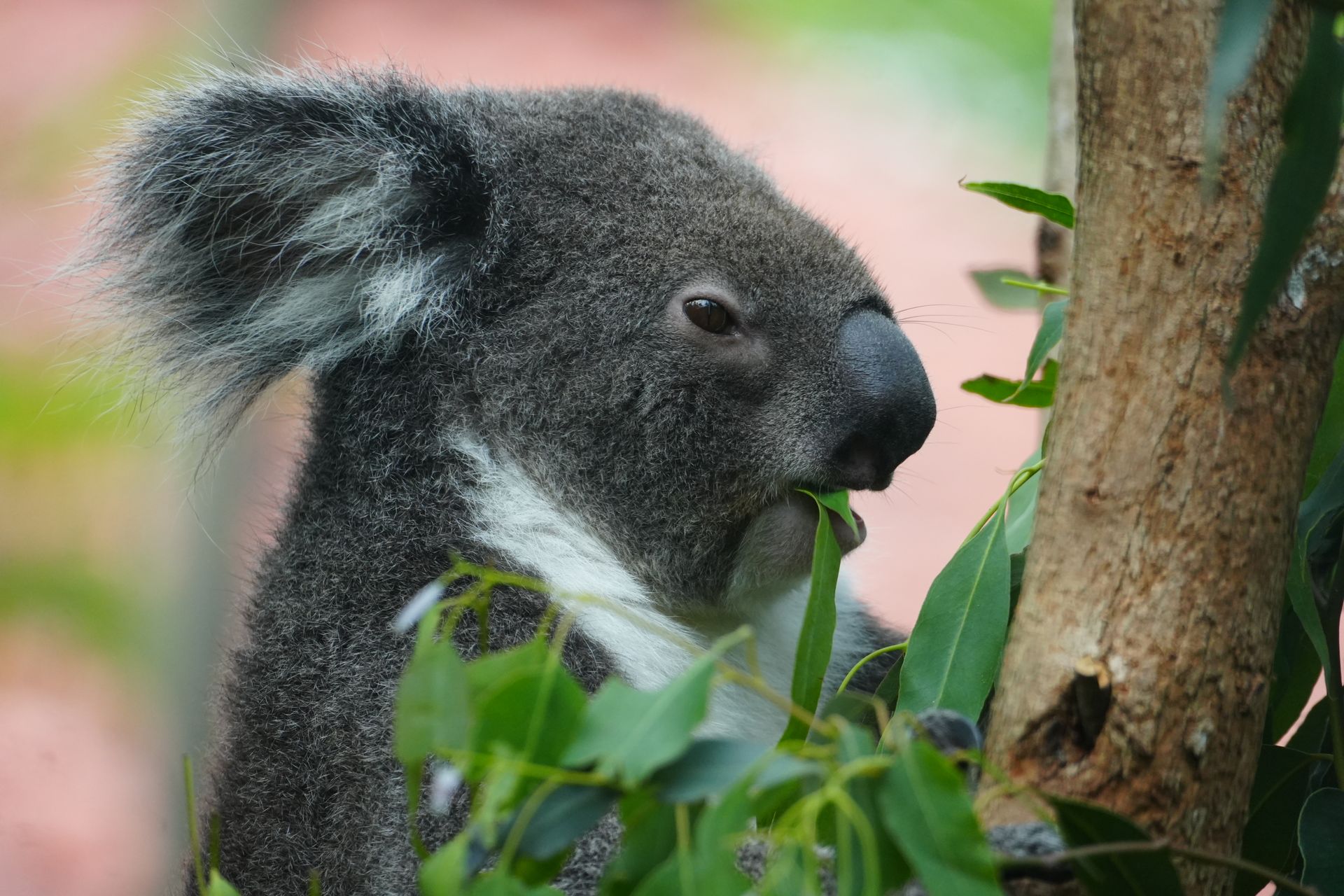 A koala munches on eucalyptus leaves in a natural setting.