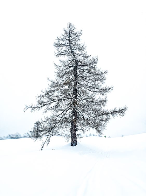 Solitary Snow-Covered Tree in Winter Landscape · Free Stock Photo