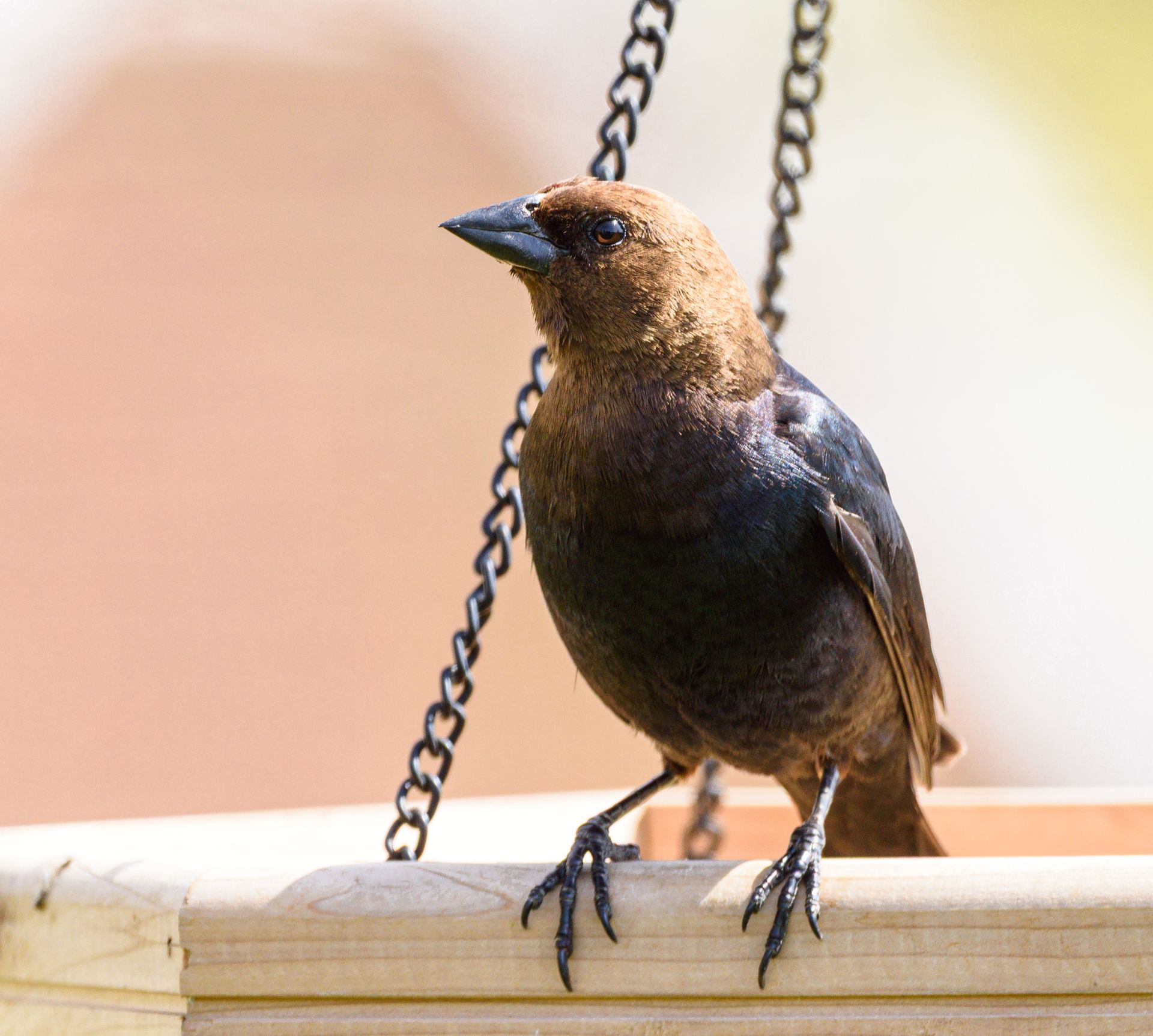 Close-up of a brown-headed cowbird sitting on a wooden bird feeder.