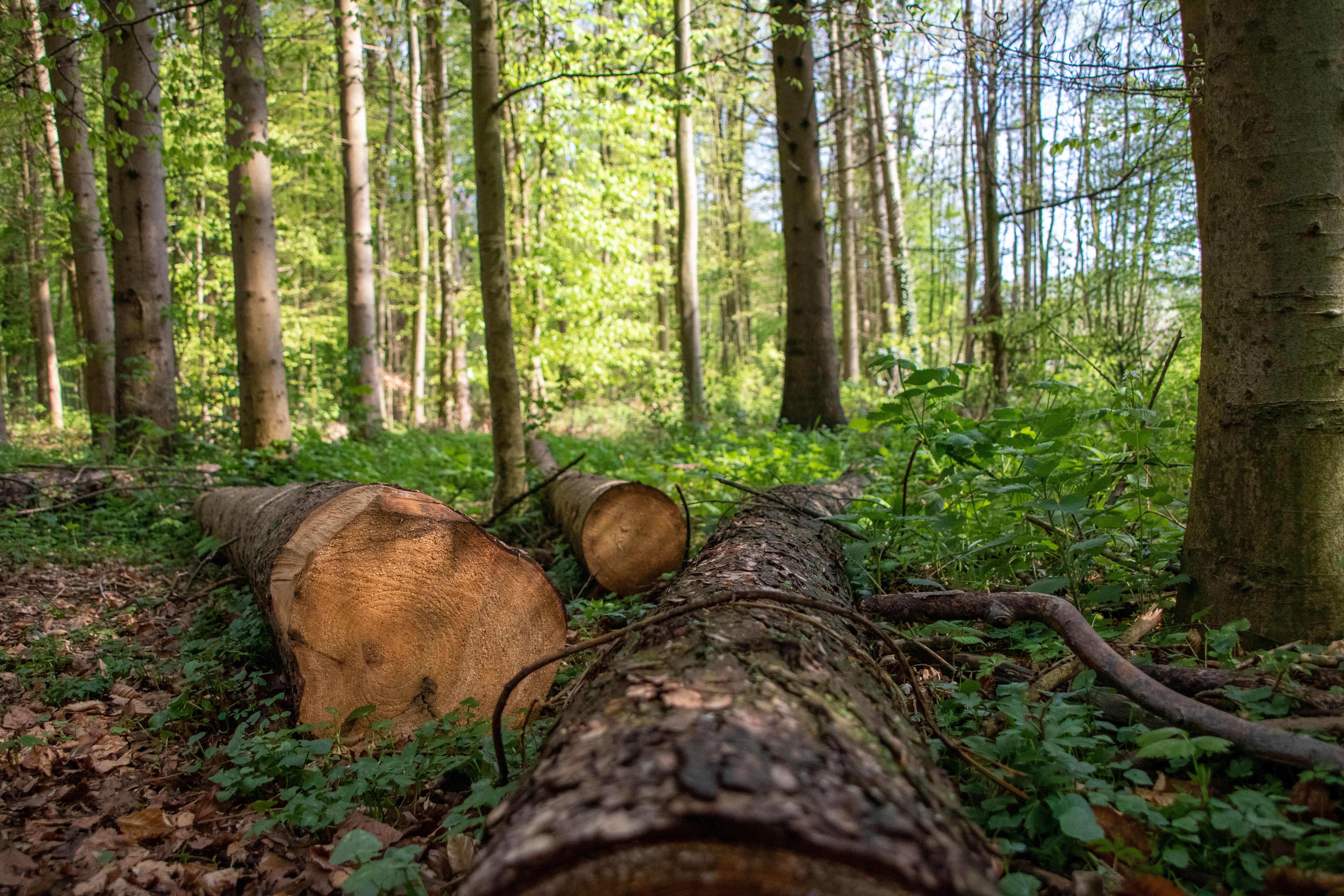 Alte Bäume in einem geschützten Waldgebiet