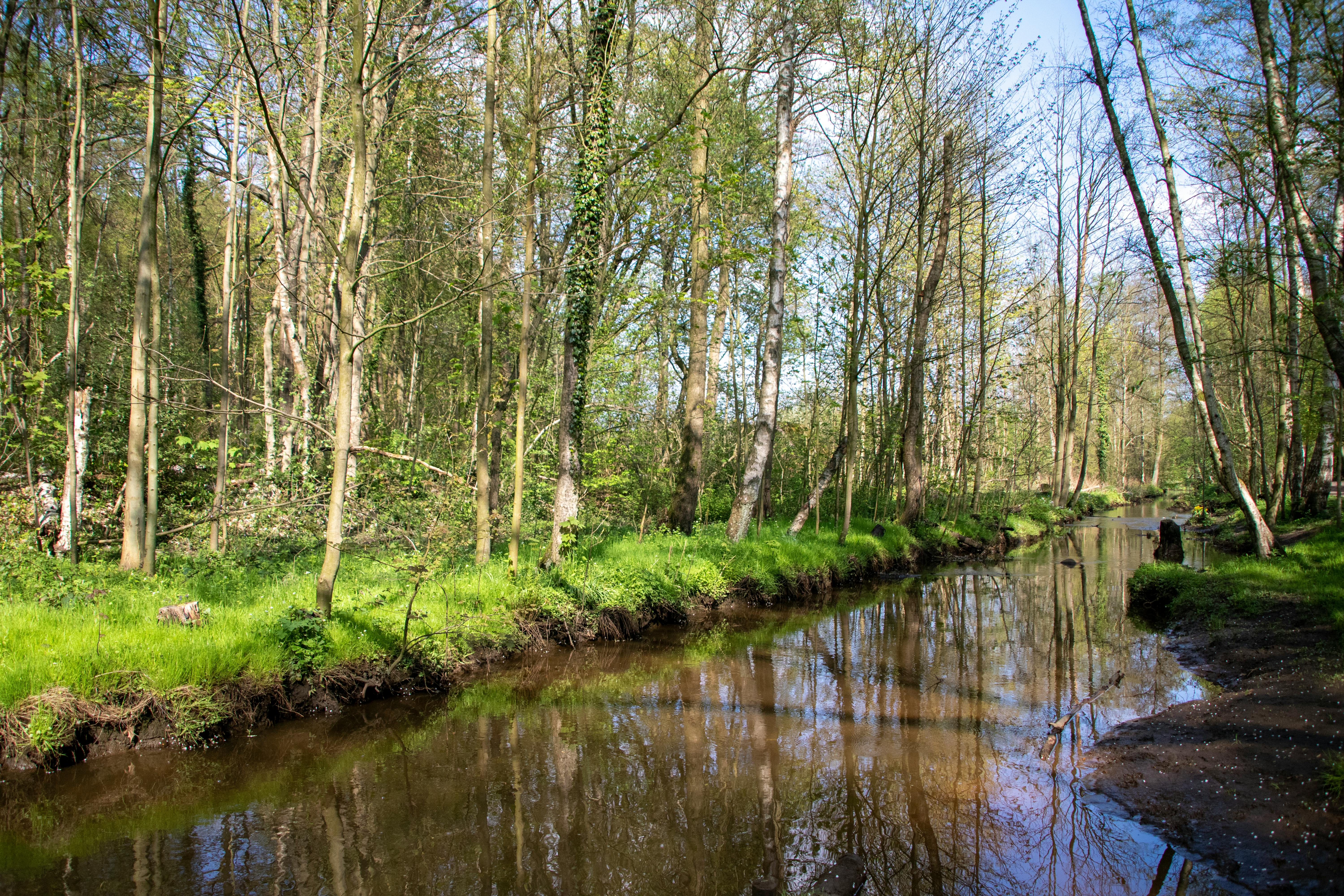 Serene Forest Stream in Hamburg, Germany · Free Stock Photo