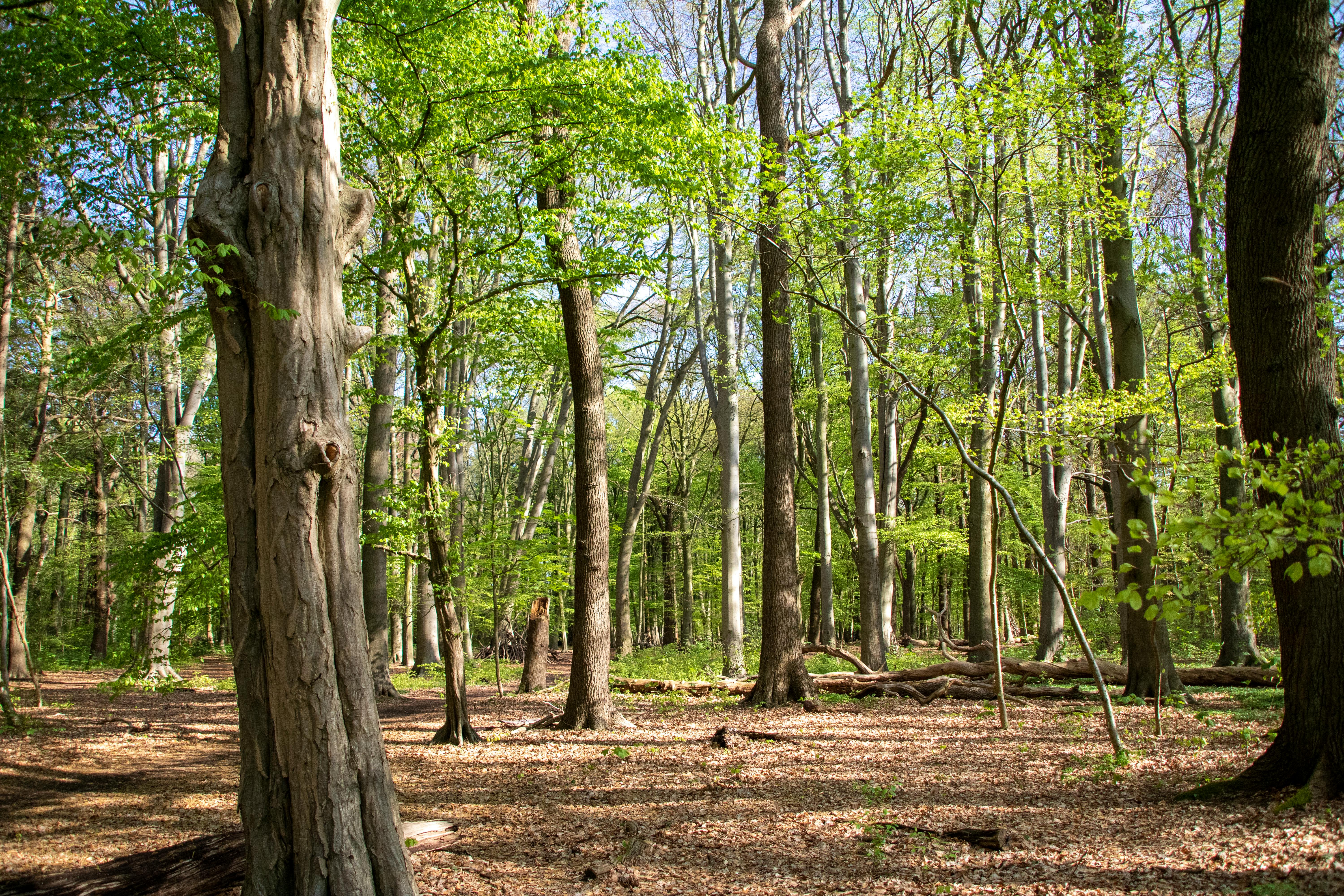 Lush Forest in Hamburg's Springtime · Free Stock Photo