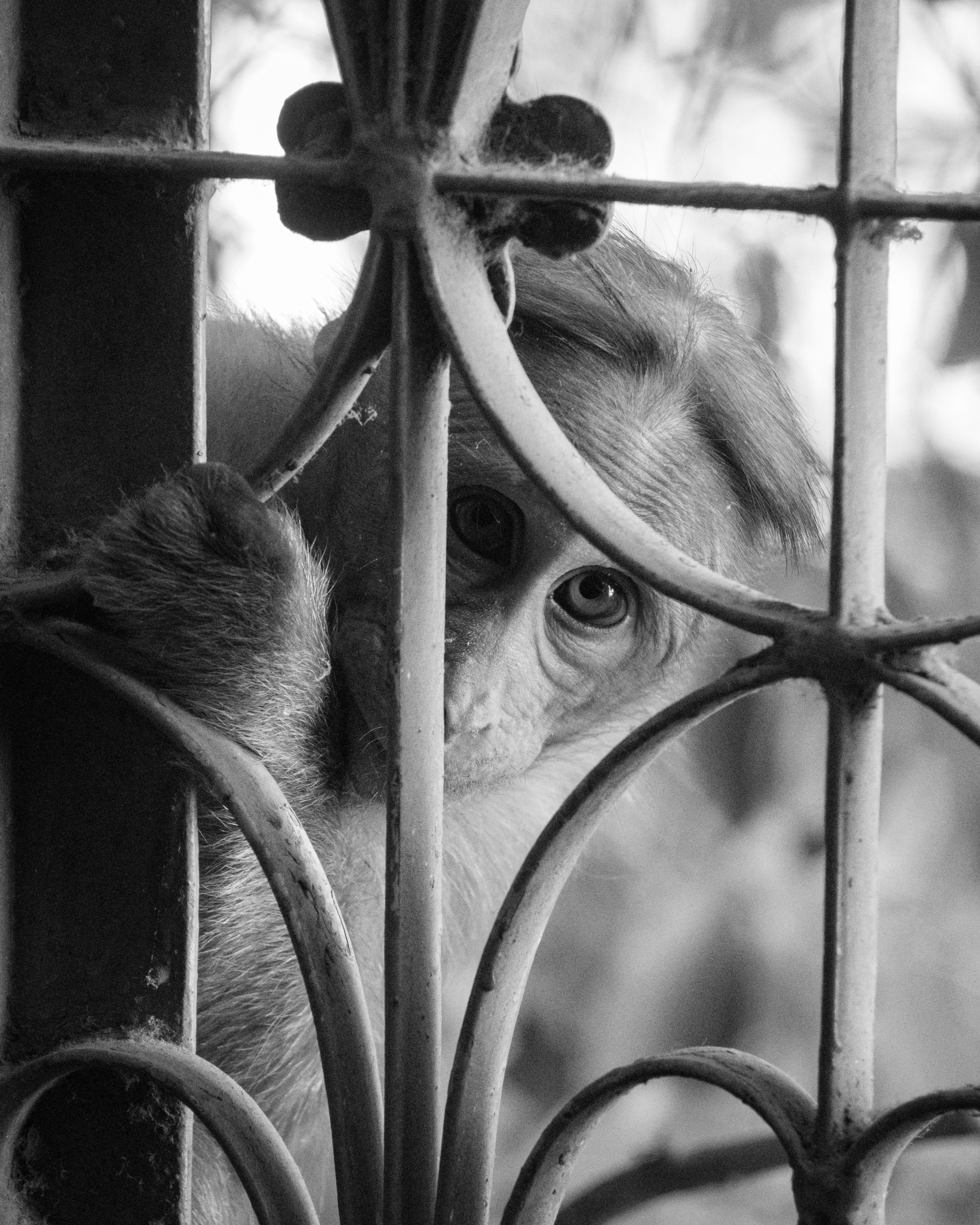 Peeking Through Window Photos, Download The BEST Free Peeking Through ...