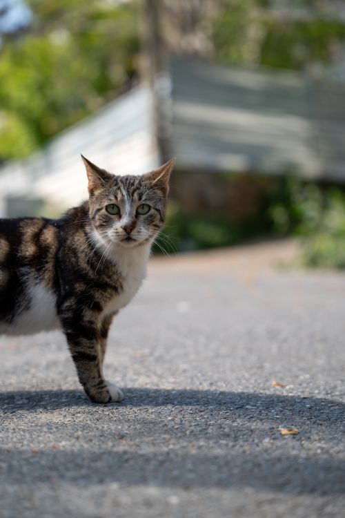 Free A curious tabby cat stands alert on urban street, sunlit setting. Stock Photo