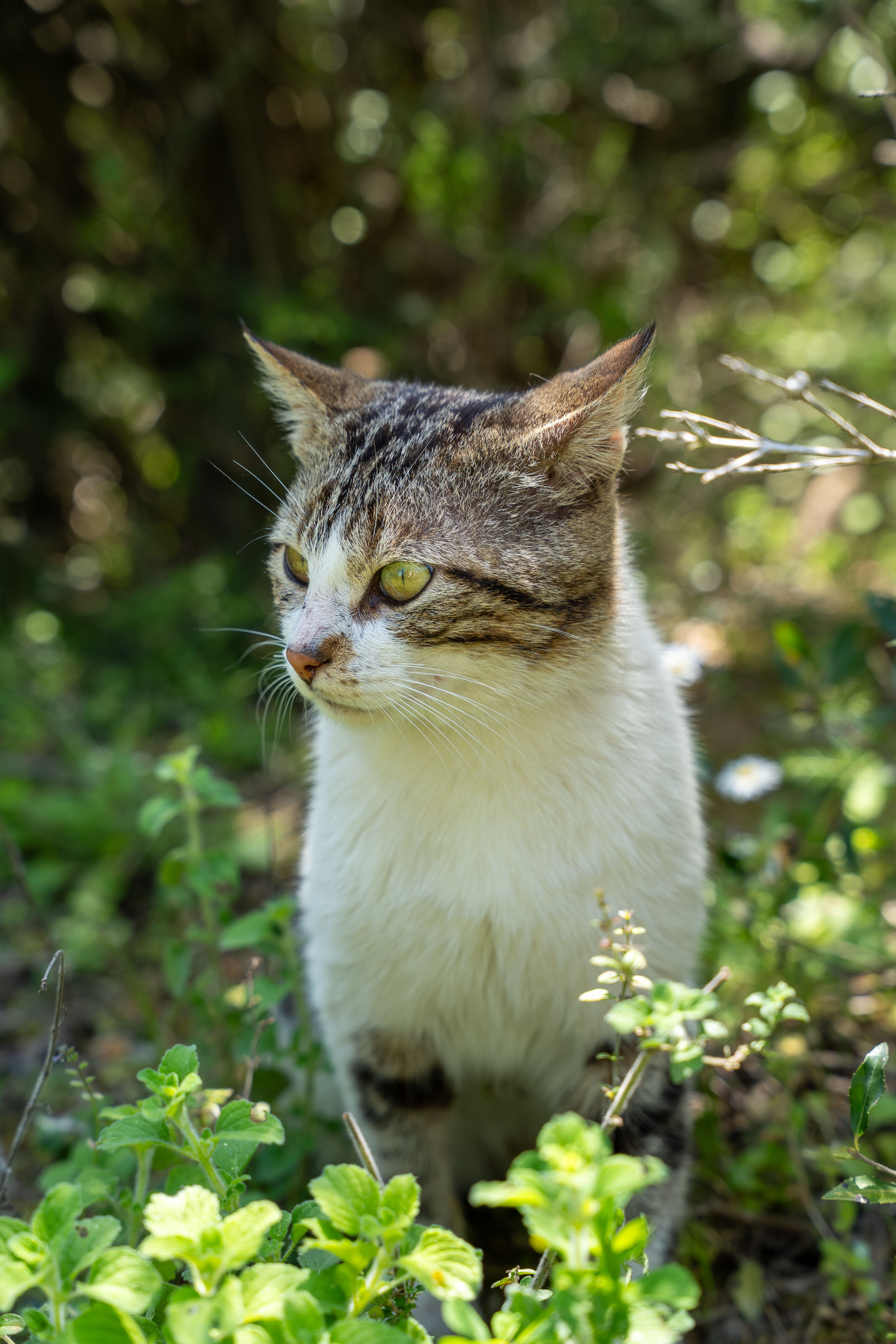 Curious Domestic Cat in Lush Greenery · Free Stock Photo