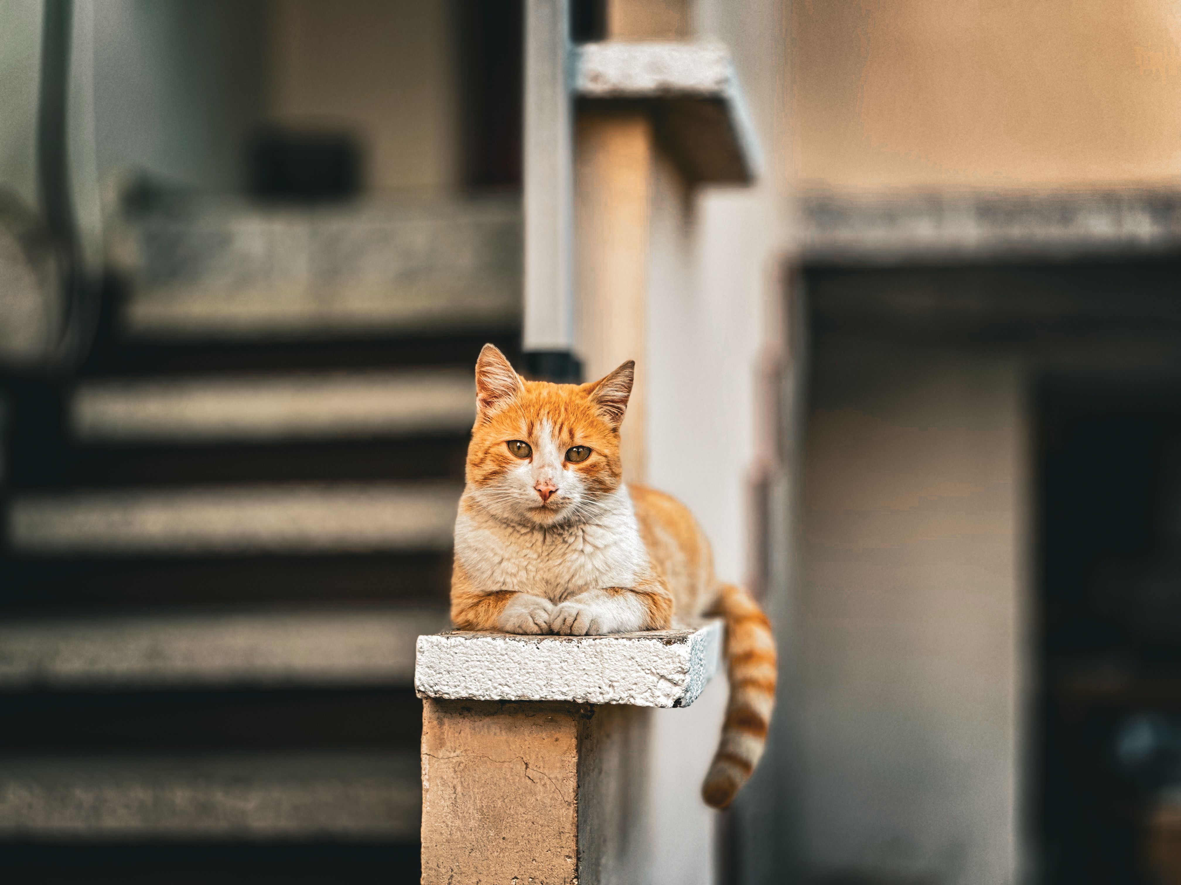 Orange Tabby Cat Relaxing on Doorstep · Free Stock Photo