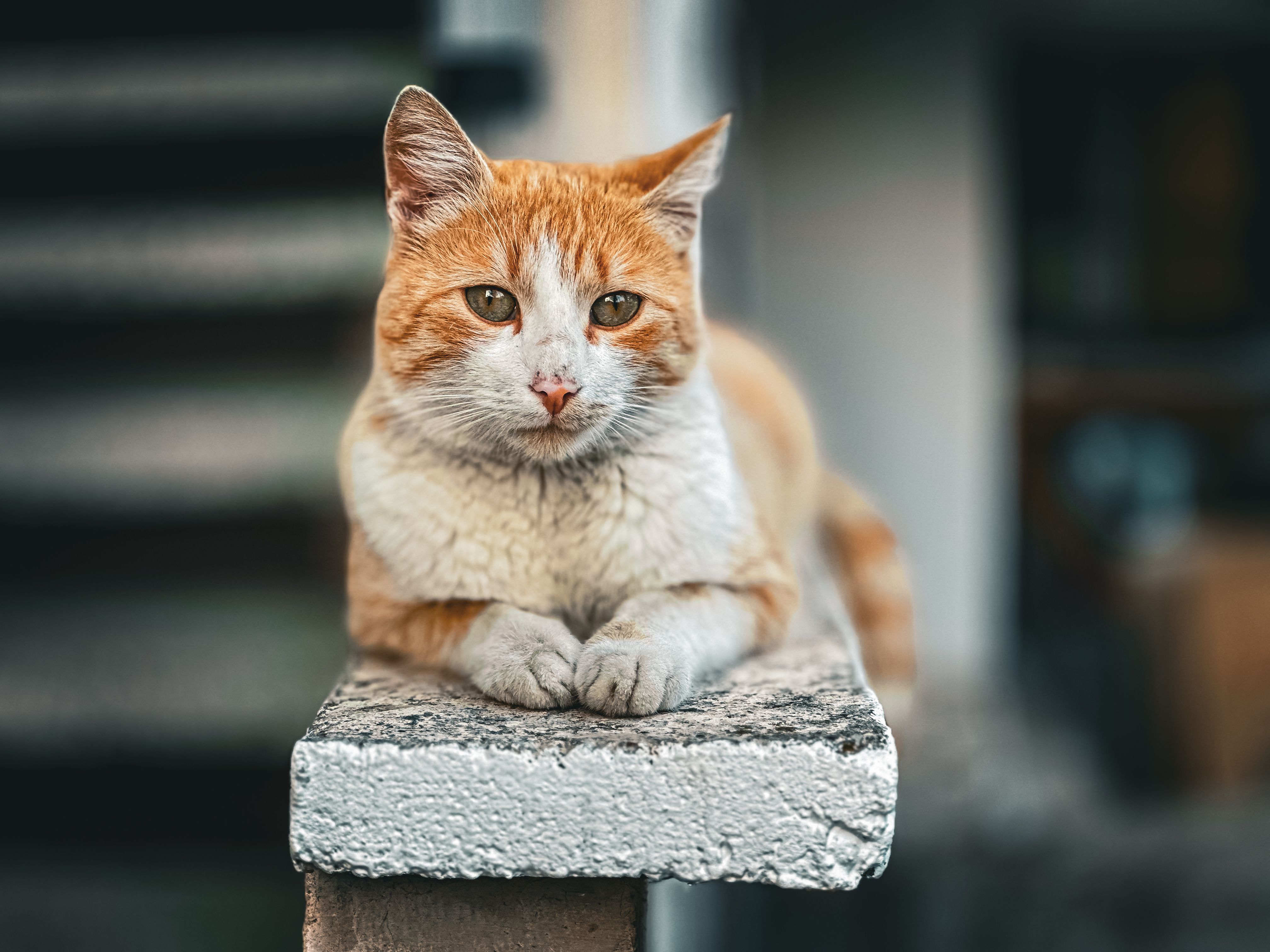 Adult Male Cat for Rehoming in Yellowknife