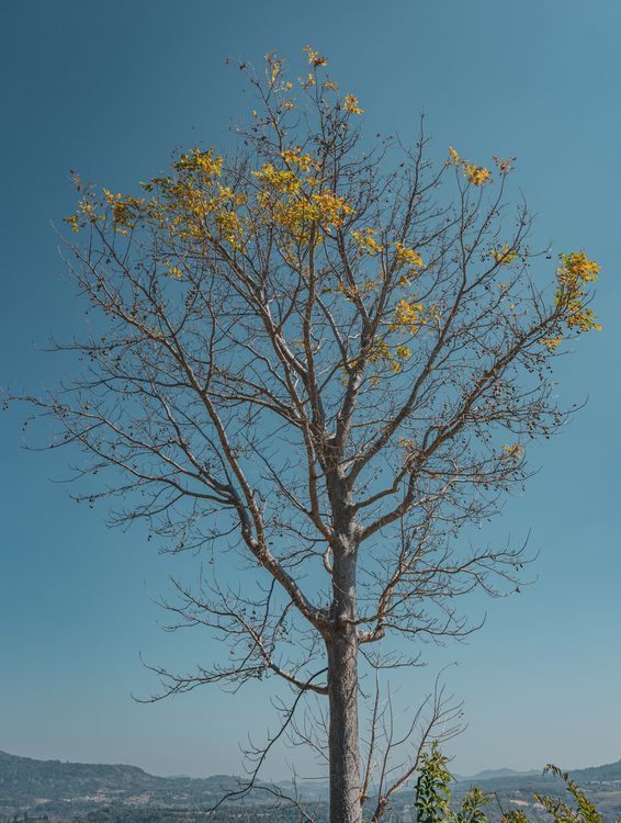 Leafless Tree Against Clear Blue Sky in Thailand · Free Stock Photo