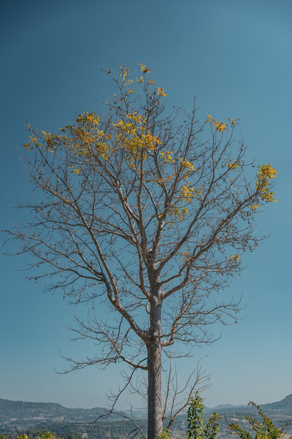 Tree Images Photos, Download The BEST Free Tree Images Stock Photos ...