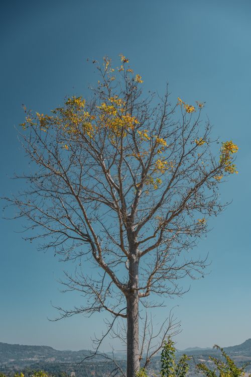 Free A solitary tree with yellow flowers stands against a clear blue sky in Thailand. Stock Photo