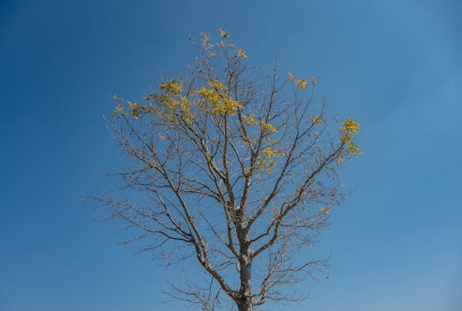 A solitary tree with sparse yellow leaves reaches into a clear blue sky, evoking a sense of tranquility in nature.