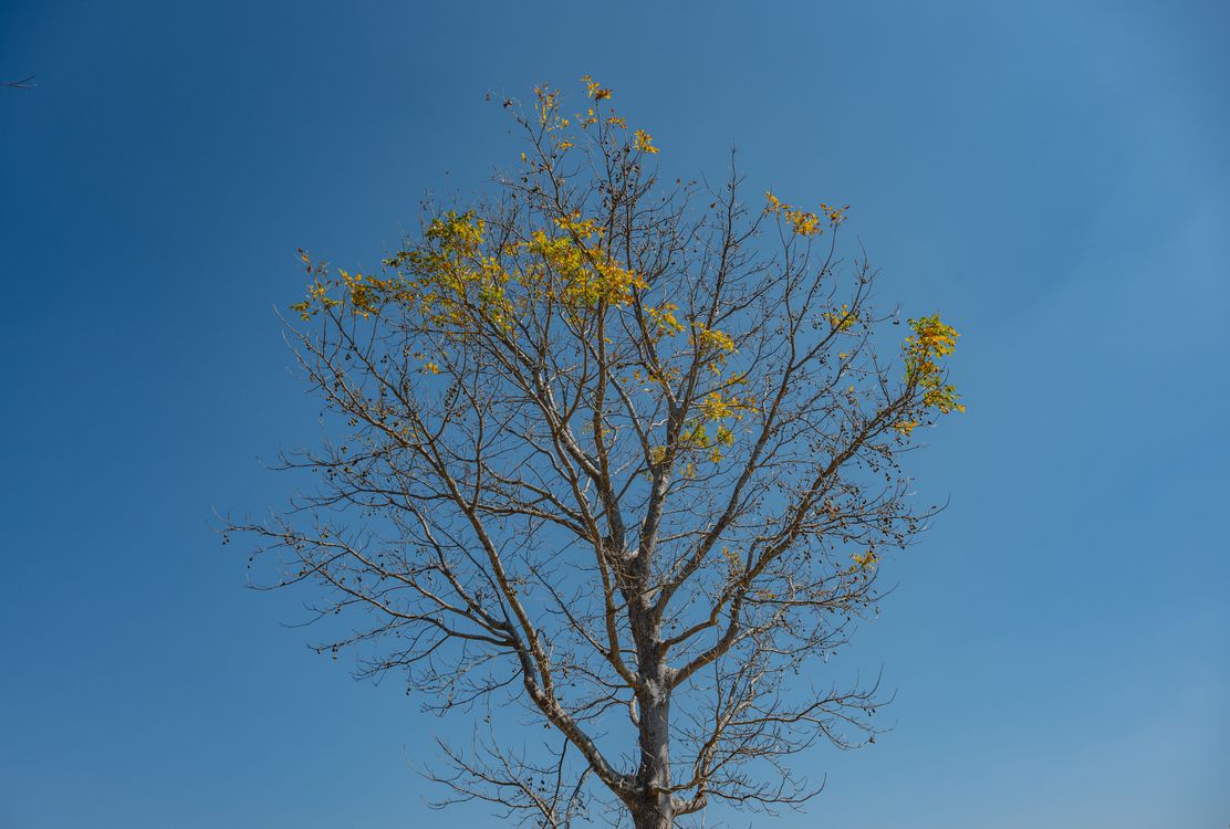 Lonely Tree With Sparse Yellow Leaves Against Blue Sky · Free Stock Photo