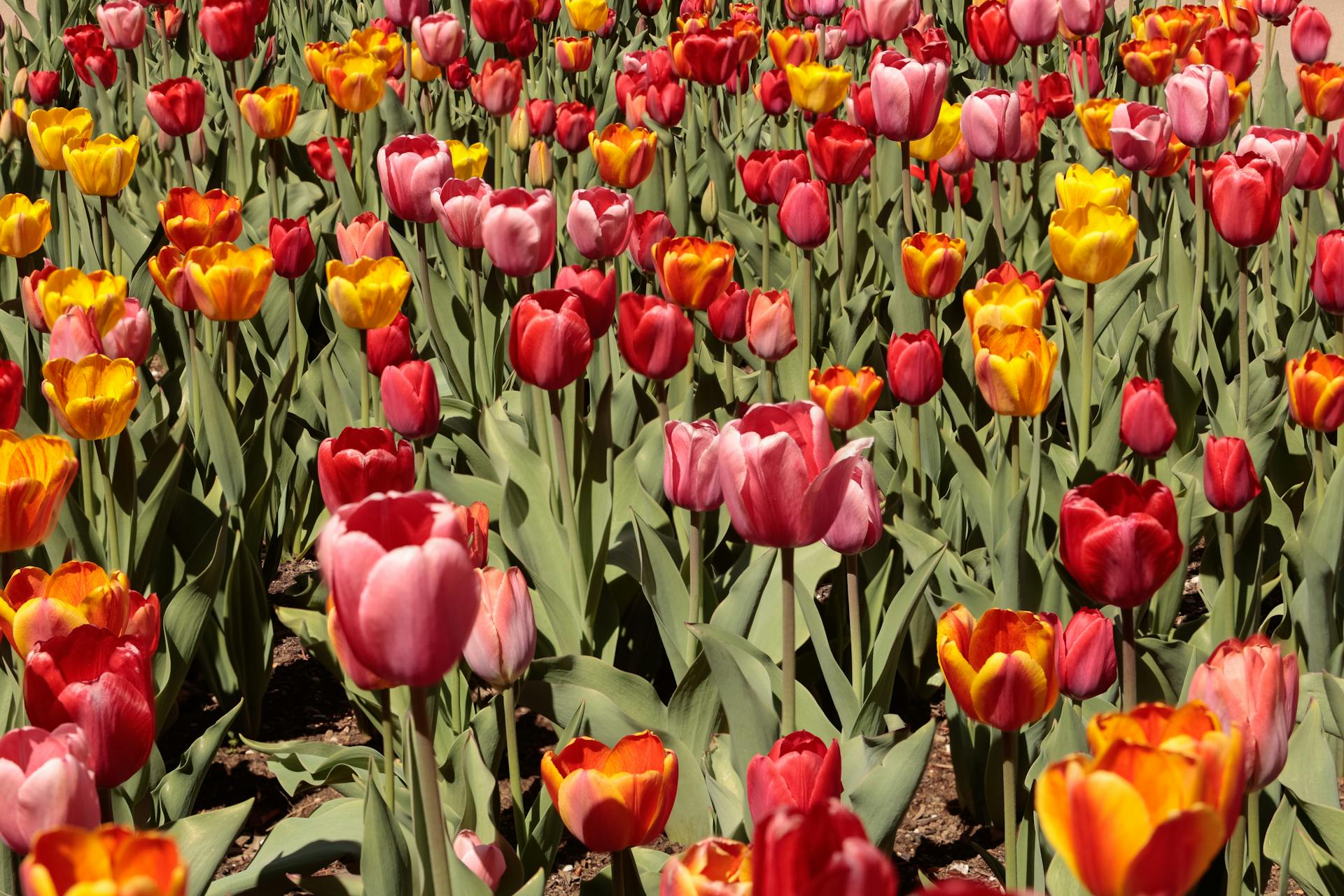 Free stock photo of jardin, jardines botánicos