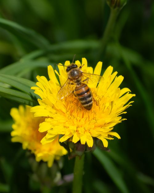 Free Honeybee collecting nectar from a bright yellow dandelion in a lush green field. Stock Photo