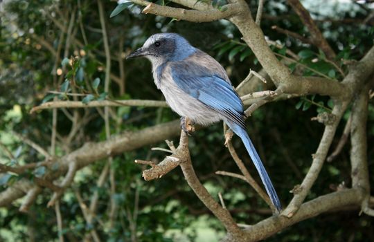 Close-up of a Florida Scrub Jay perched on a branch in Ocala, Florida.
