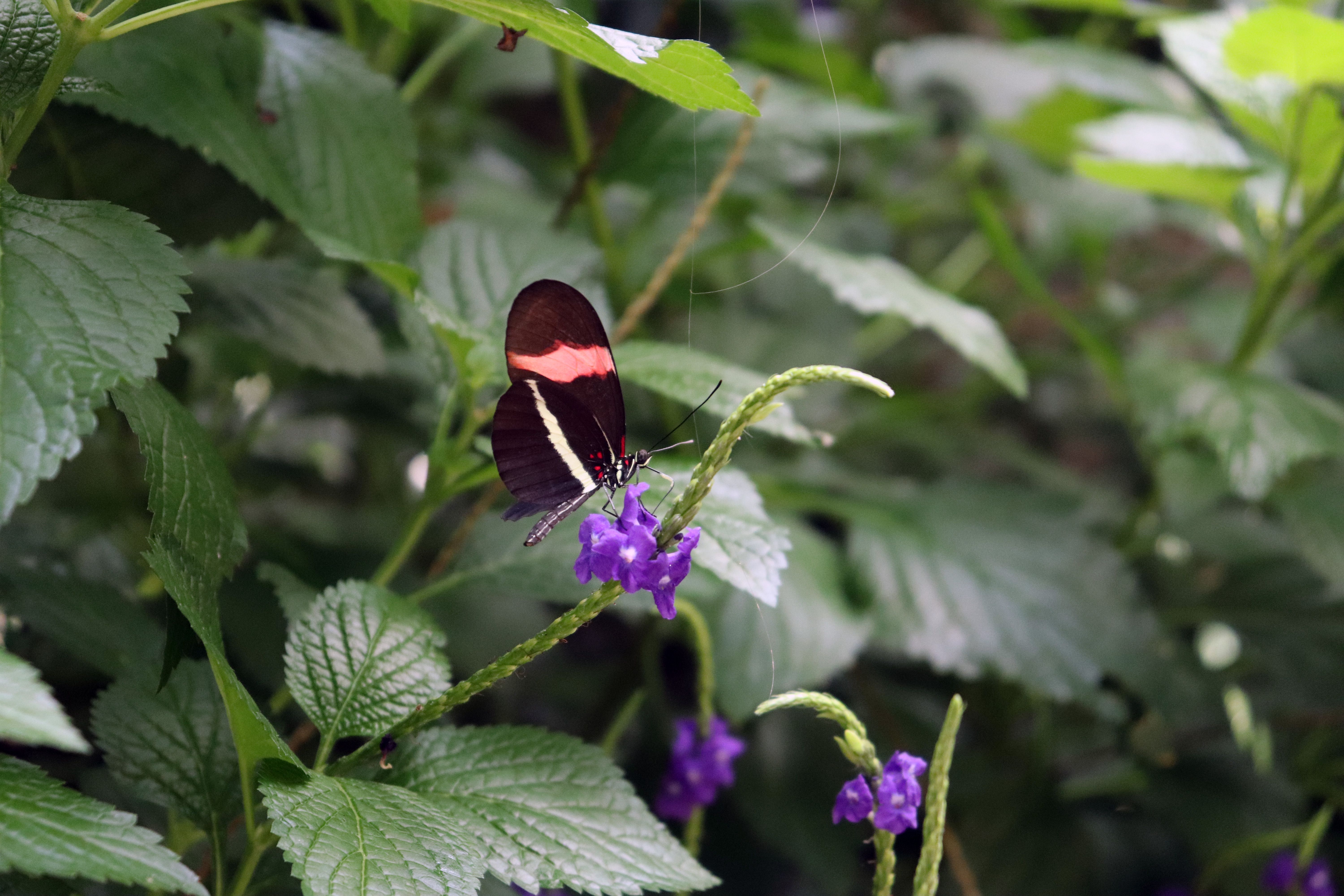 A beautiful butterfly rests on a vibrant purple flower amidst lush green foliage, showcasing nature'