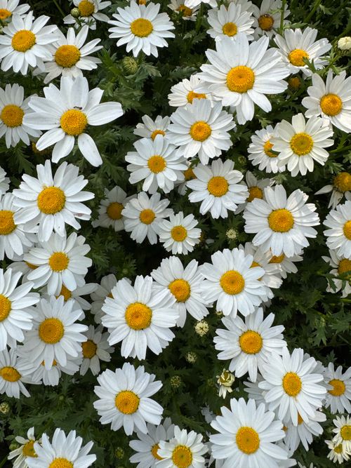 Free A vibrant cluster of white daisies in full bloom, capturing nature's beauty in Istanbul. Stock Photo
