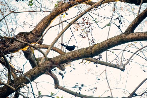 Free A blackbird perched on a branch amidst budding trees during spring in Basel, Switzerland. Stock Photo