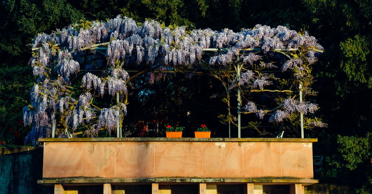 Tendencias en jardinería para disfrutar en 2026