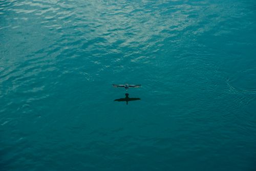 Free A bird gracefully flies over the serene waters in Basel, Switzerland. Stock Photo