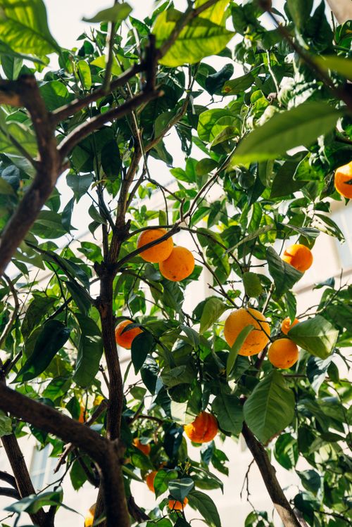 Free Vivid orange tree with lush green leaves captured in Basel, perfect for nature and travel themes. Stock Photo
