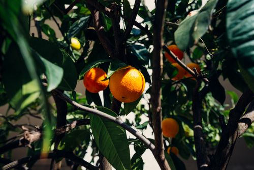 Free Vibrant orange hanging on a tree amidst green leaves in Basel, Switzerland. Stock Photo