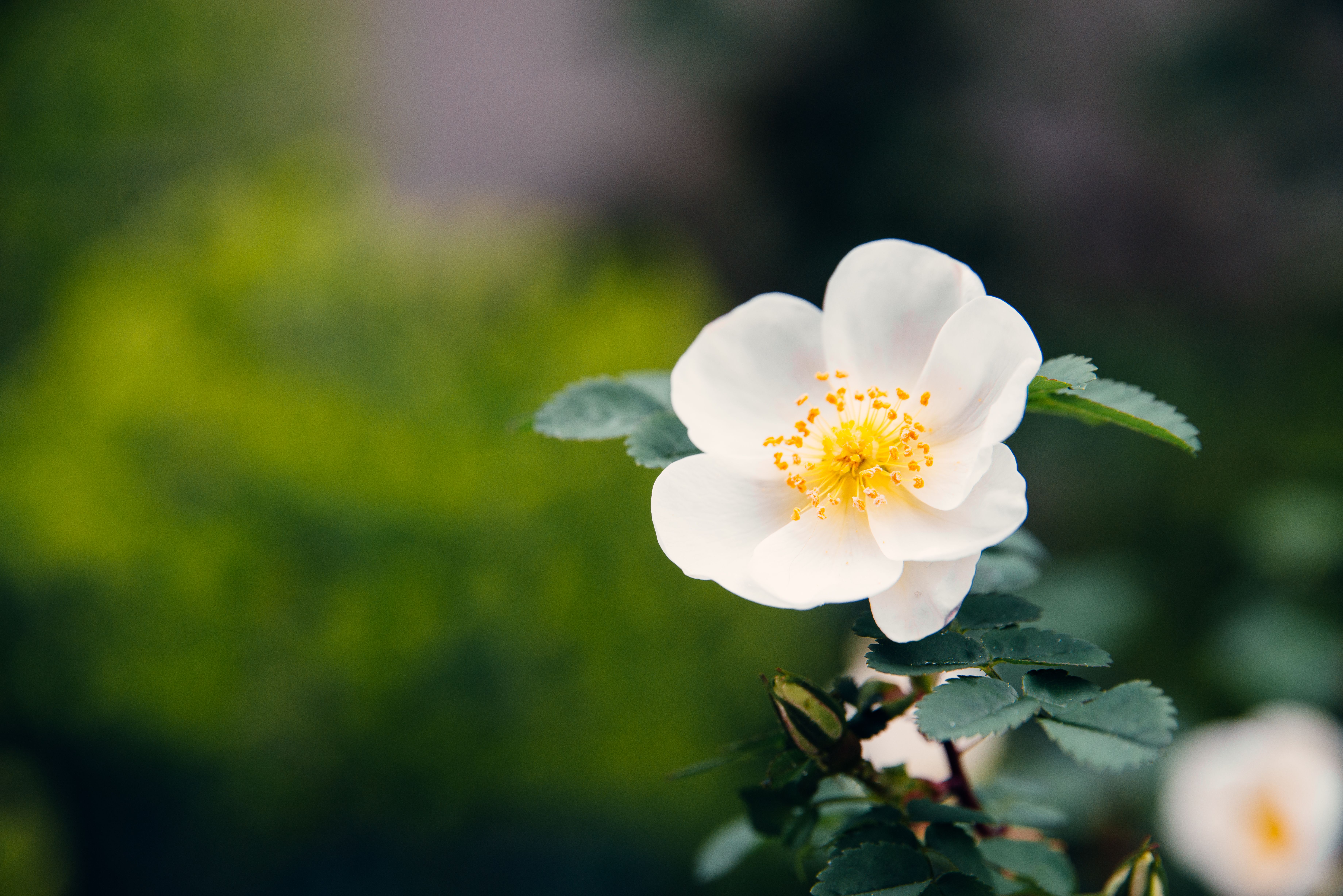 Close-Up of White Wild Rose in Basel Garden · Free Stock Photo