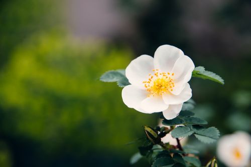 Free Close-up shot of a blossoming white wild rose with soft focus background in Basel's garden. Stock Photo