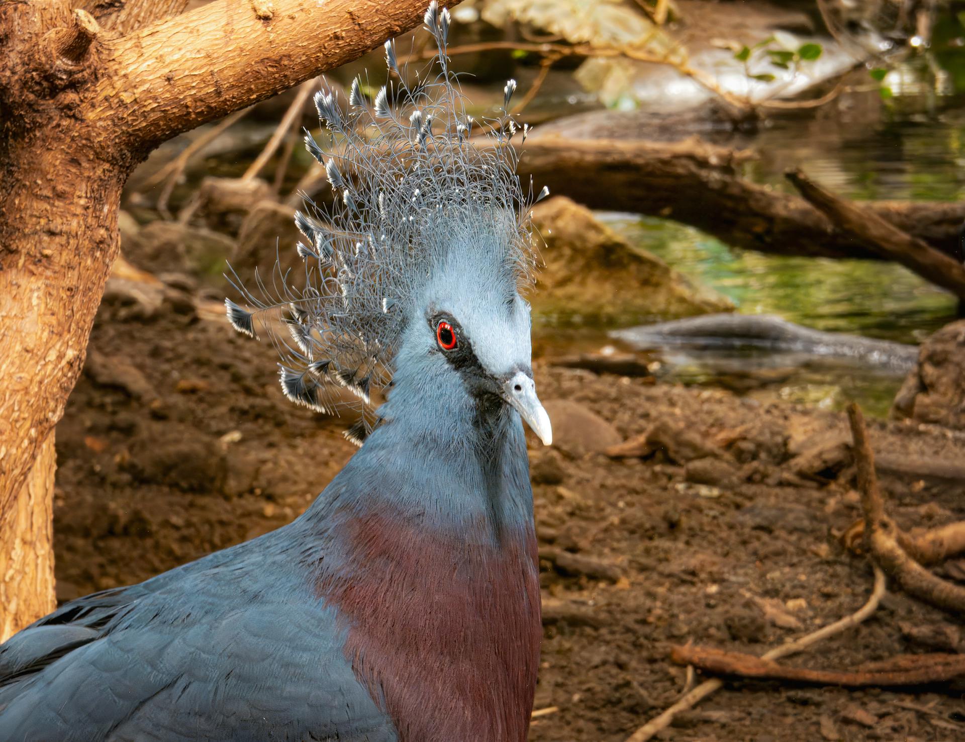 Colorful Victoria Crowned Pigeon in its natural habitat, showcasing stunning plumage.