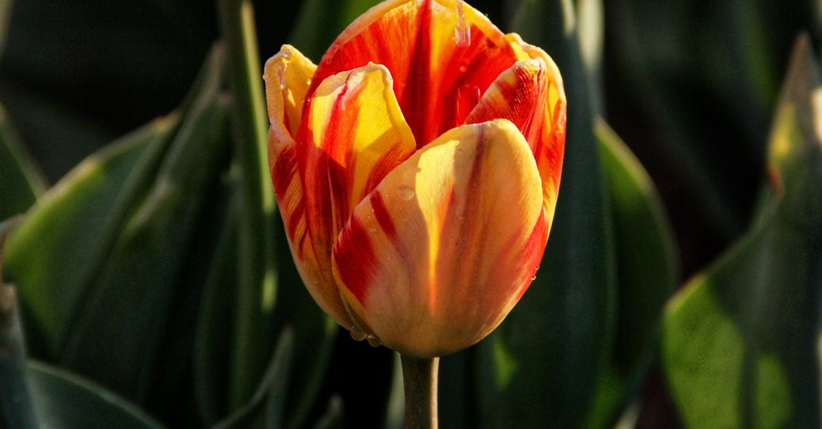 北京國際鮮花港郁金香文化節盛大開幕,80萬株郁金香爭奇鬥艷