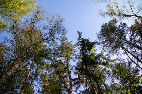 Free Looking up at a vibrant forest canopy against a clear blue sky in Hamburg. Stock Photo