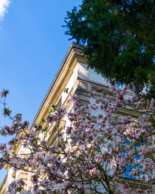 Free Elegant historic architecture adorned with pink magnolia flowers under a clear blue sky. Stock Photo
