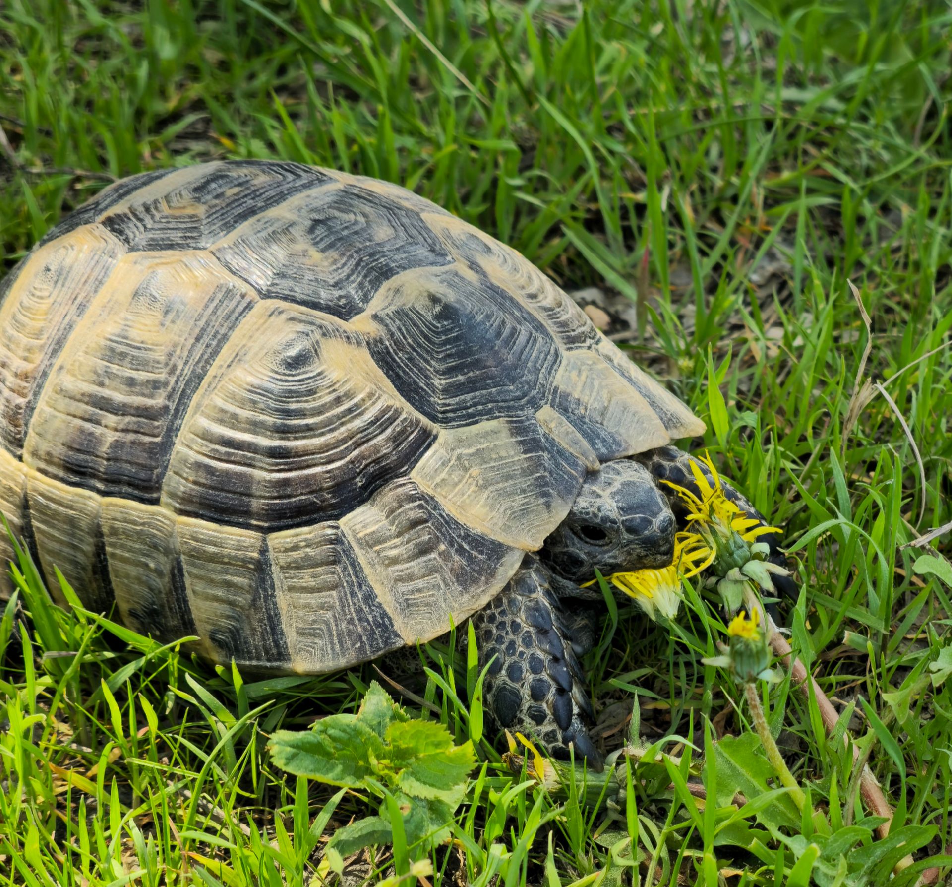 A tortoise eating grass and flowers outdoors in a lush green setting.