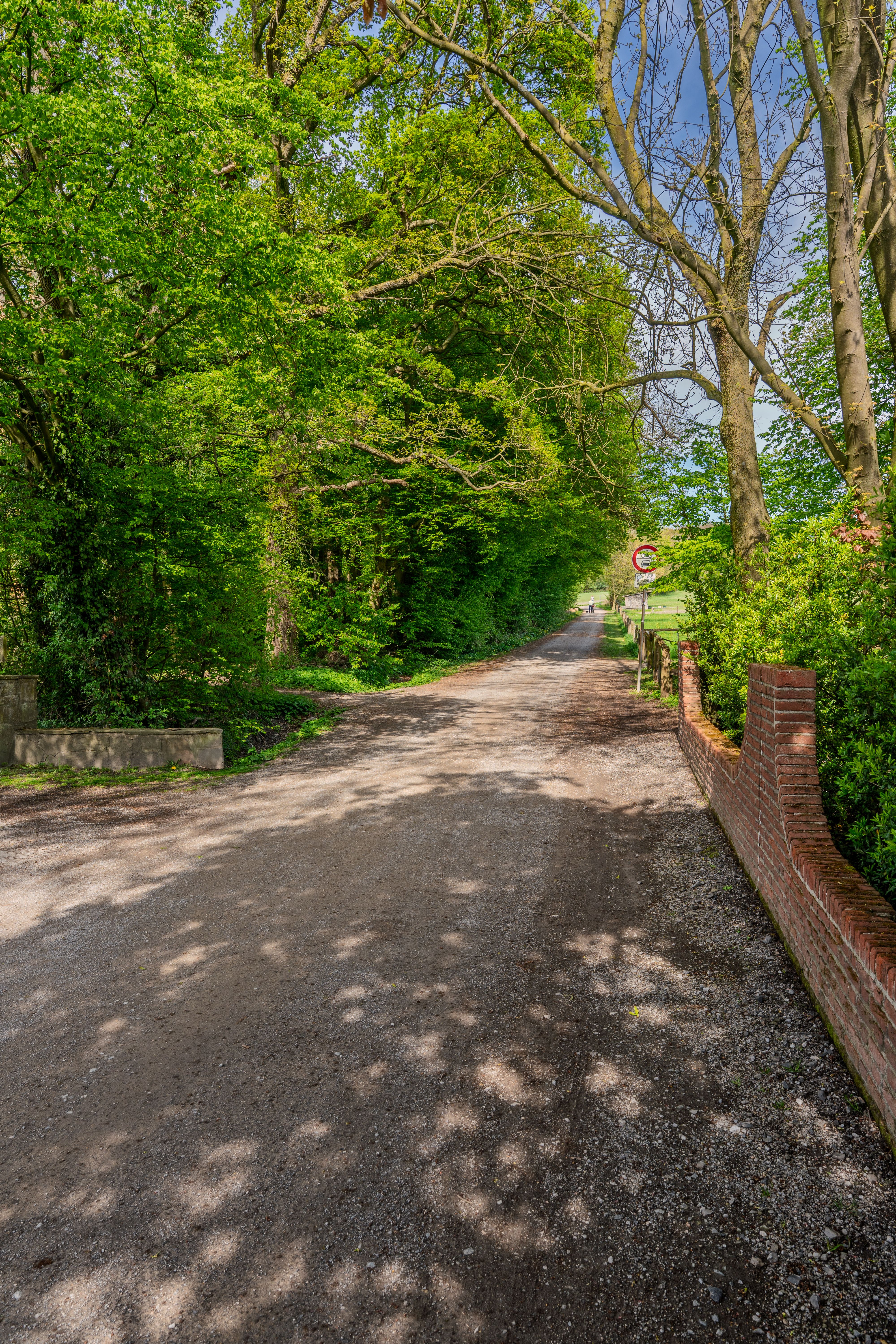 Peaceful Country Road Lined with Lush Green Trees · Free Stock Photo