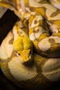Close-Up of a Yellow Albino Python Resting