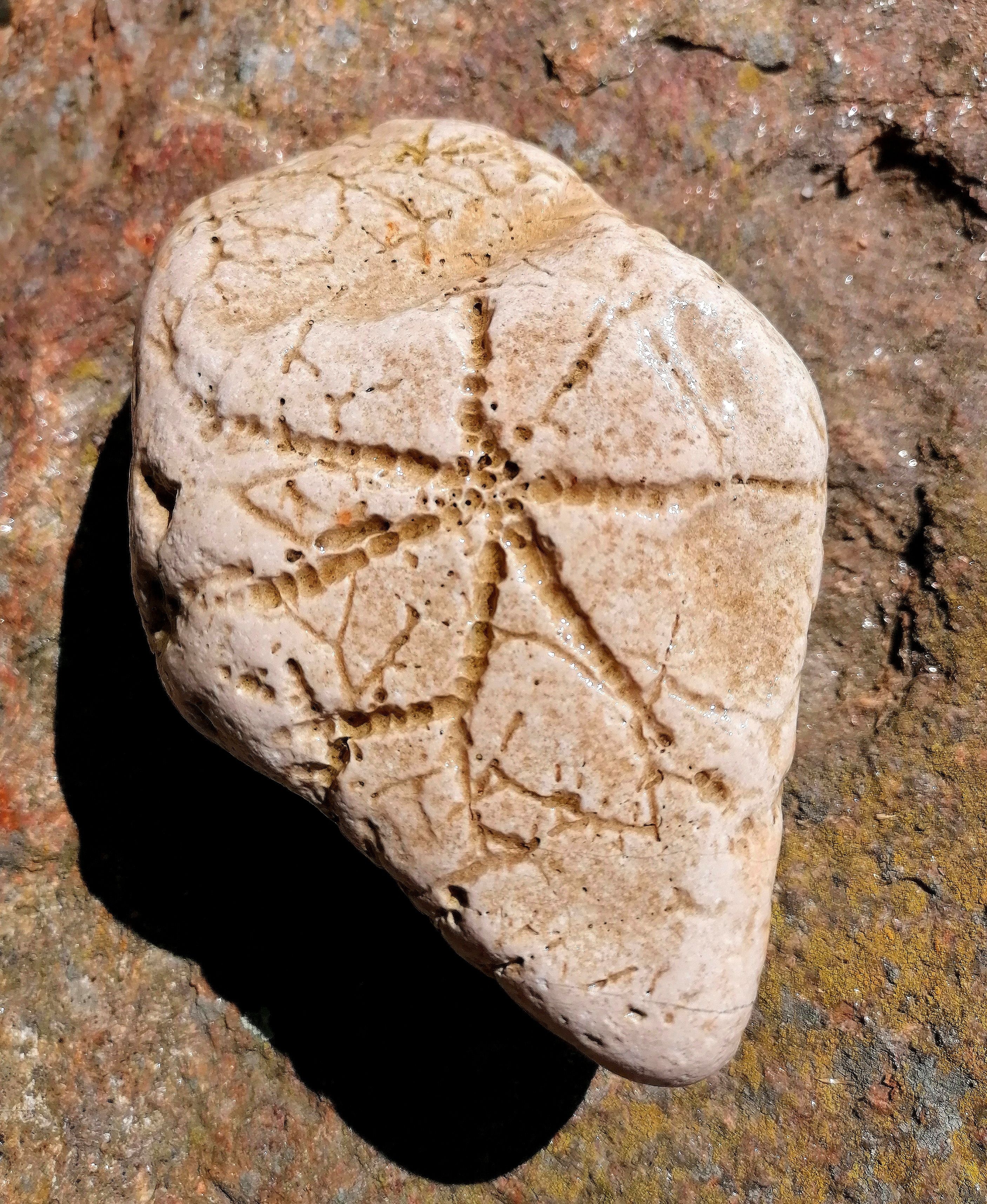 324-Million-Year-Old Fossil Fills the Hexapod Gap