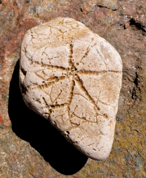 324-Million-Year-Old Fossil Fills the Hexapod Gap