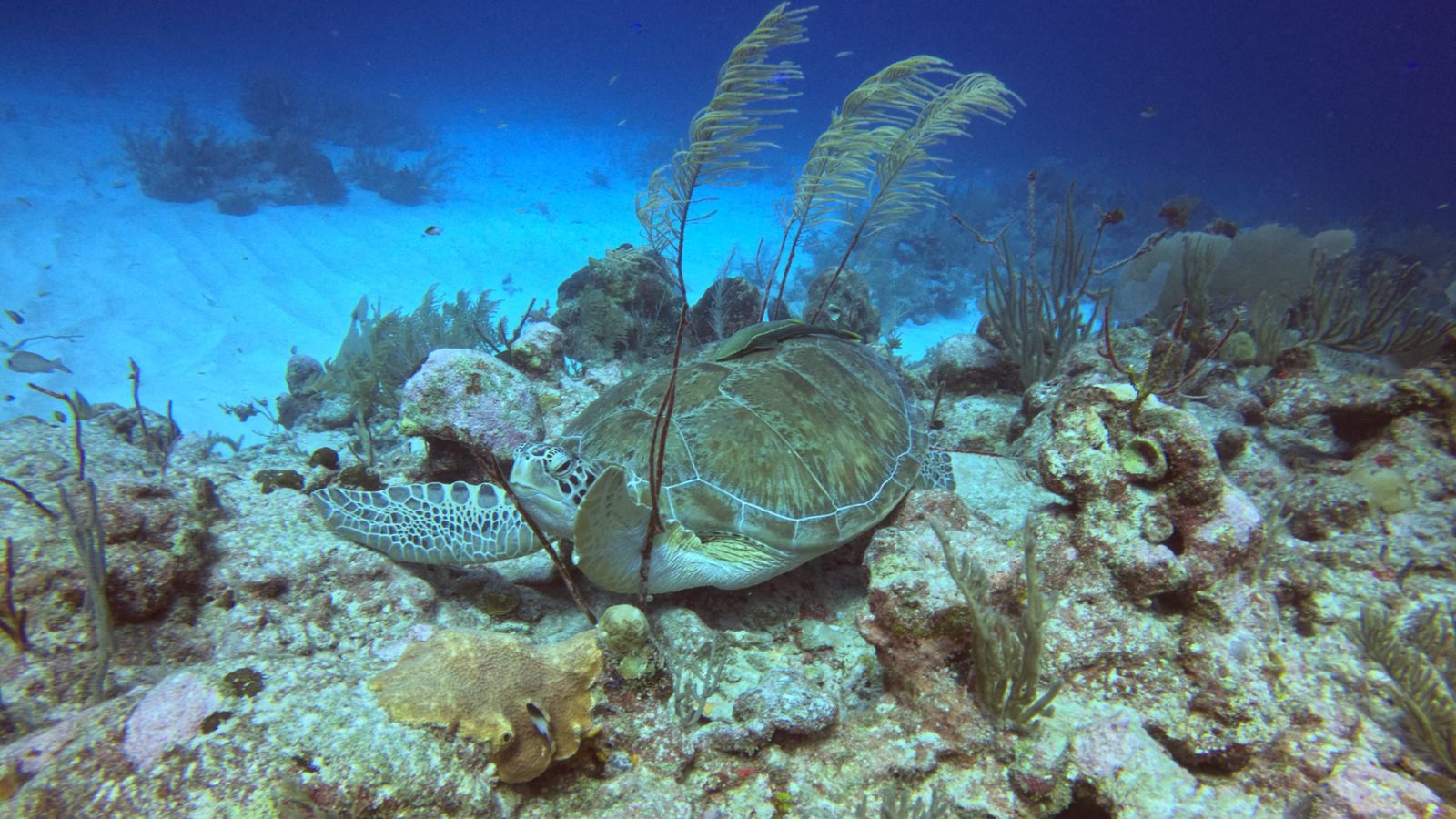 Turtle Bank