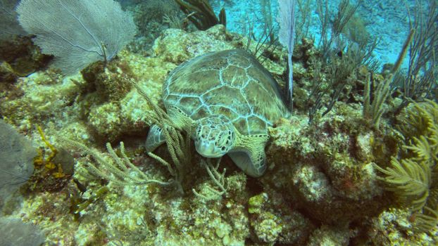 Green sea turtle resting among coral in Akumal, Mexico's vibrant underwater world.