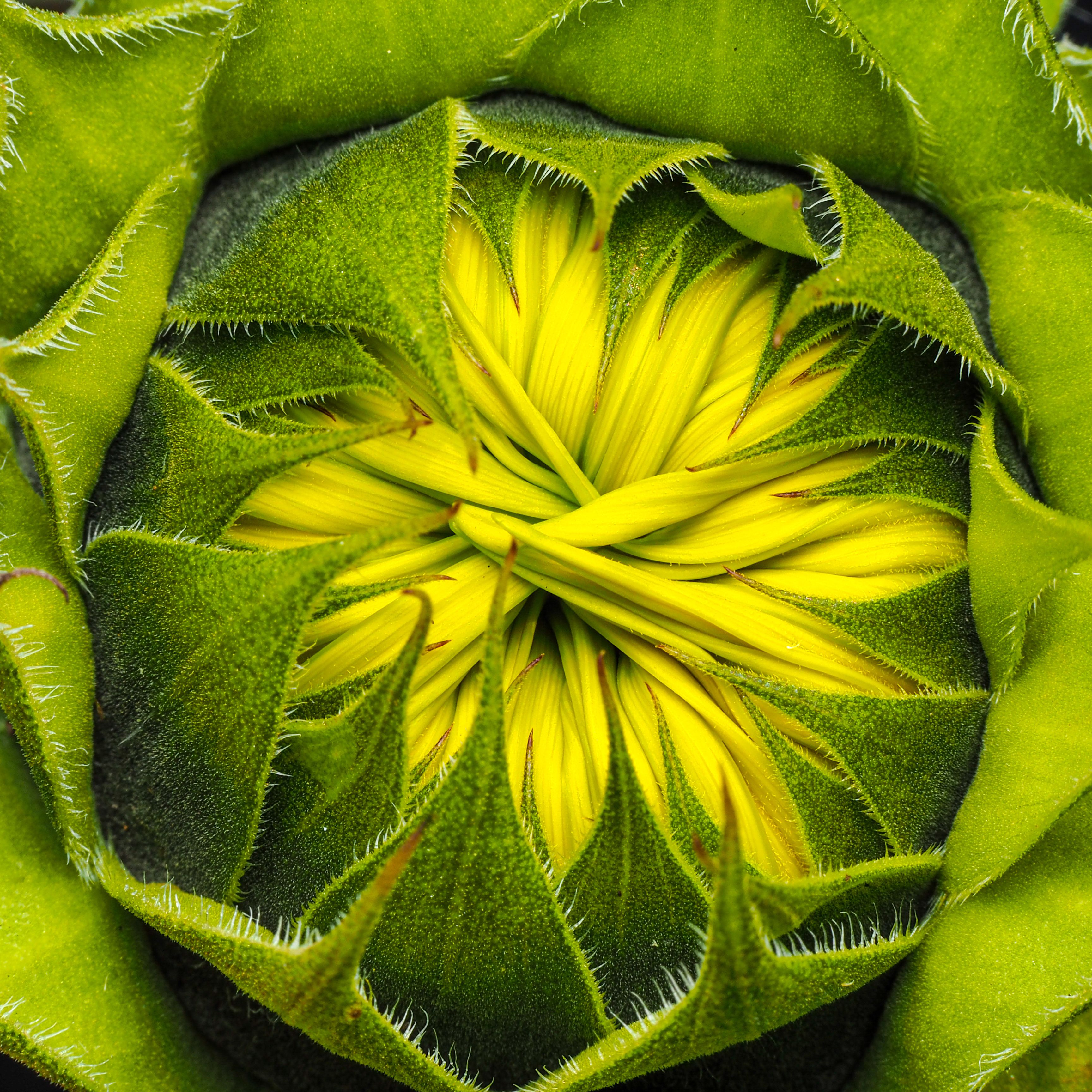 Lime Fire