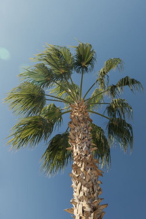 Free A majestic palm tree reaching towards a clear blue sky in Antalya, Türkiye, embodying summer vibes. Stock Photo