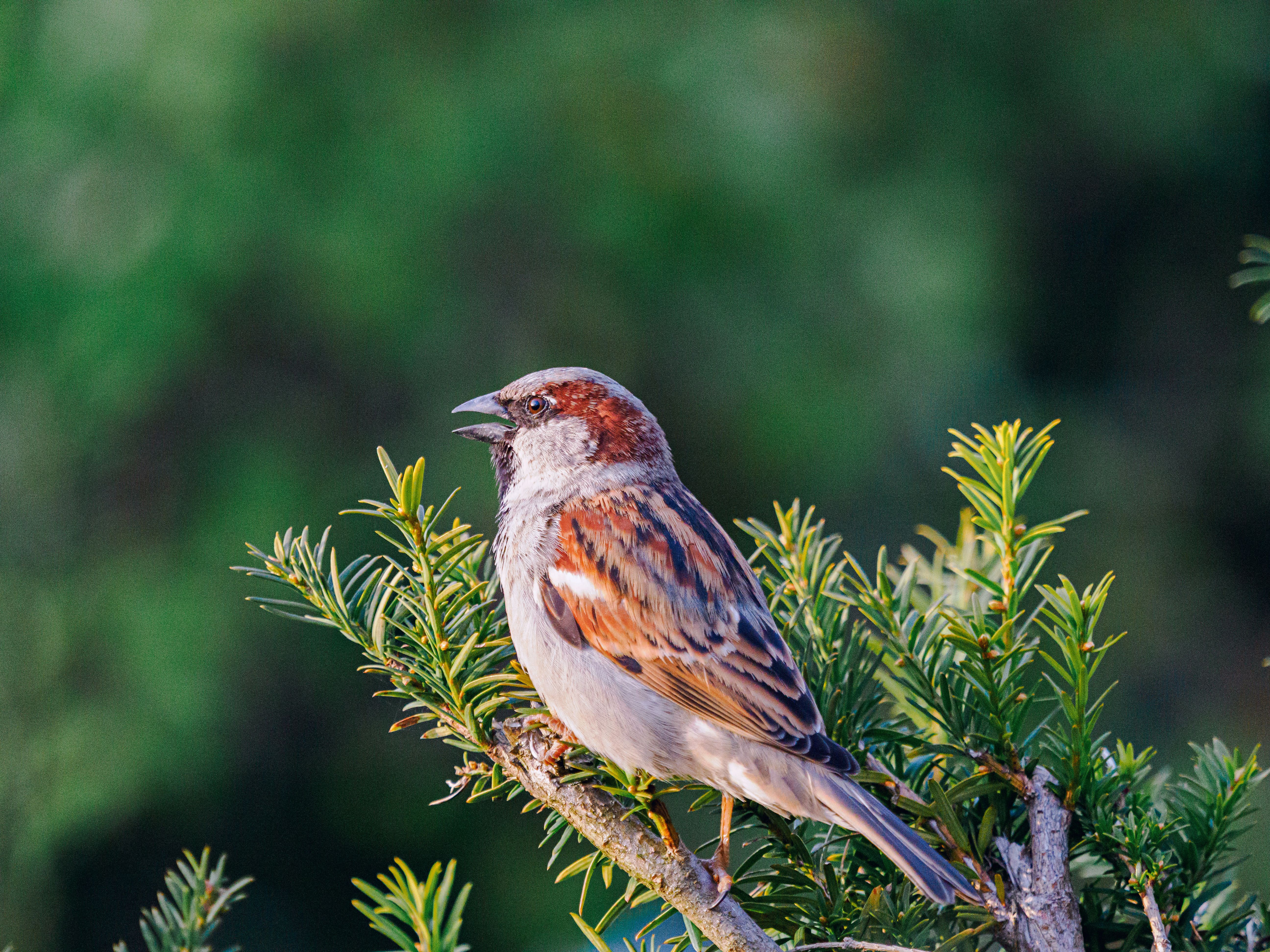 House sparrow perched on a branch in a Berlin park, showcasing natural beauty.