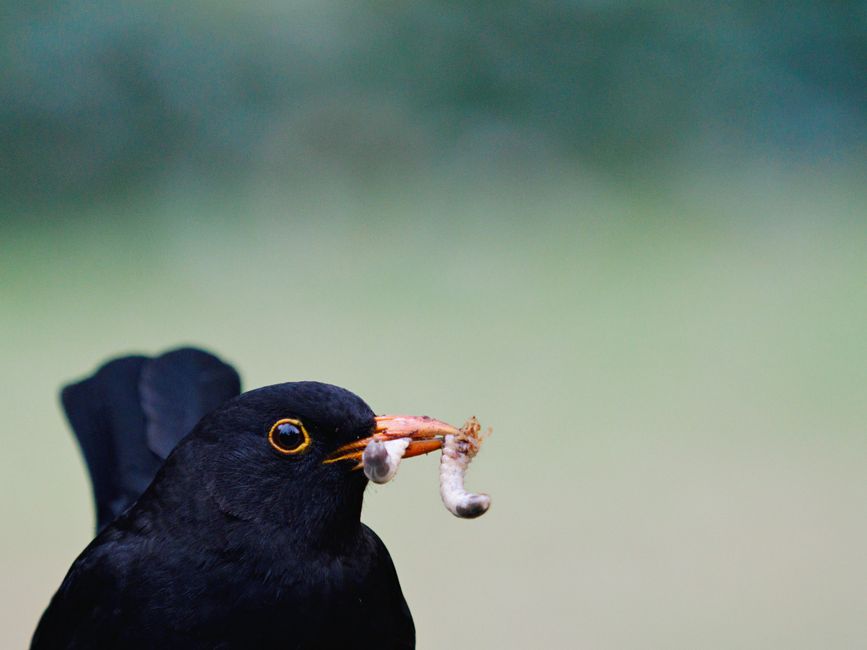 Twitter Birdie Chokes Down Worms Twitter Birdie Chokes Down Worms